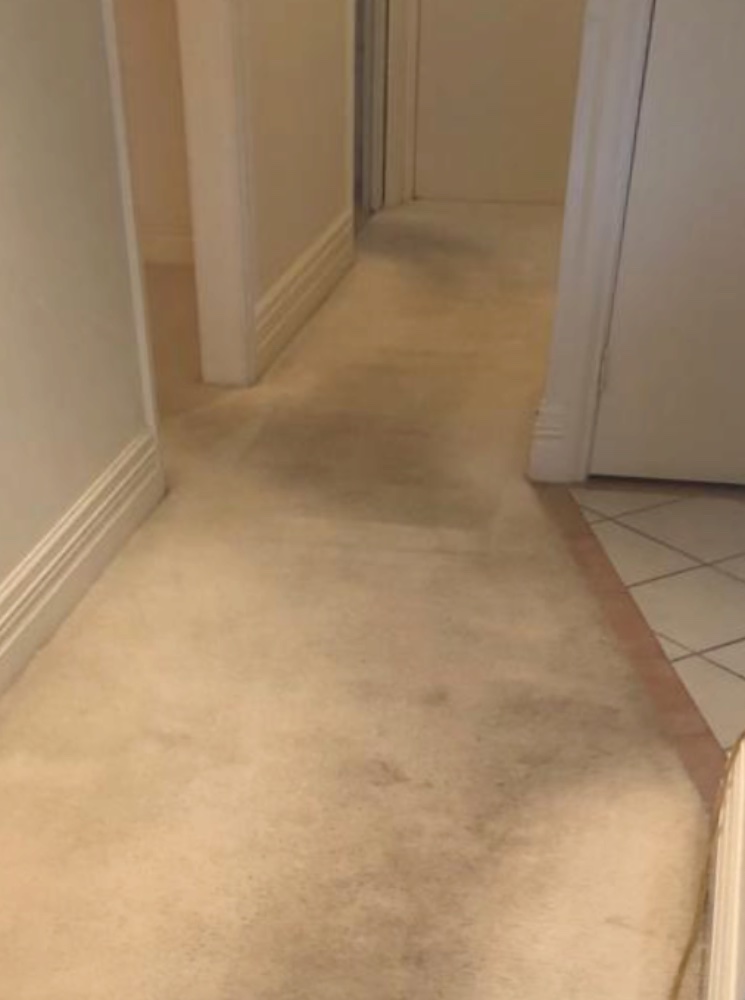 Austen’s Complete Carpet Care Echuca & Moama